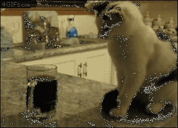 Pogledajte kako se mačke bore protiv alkoholizma