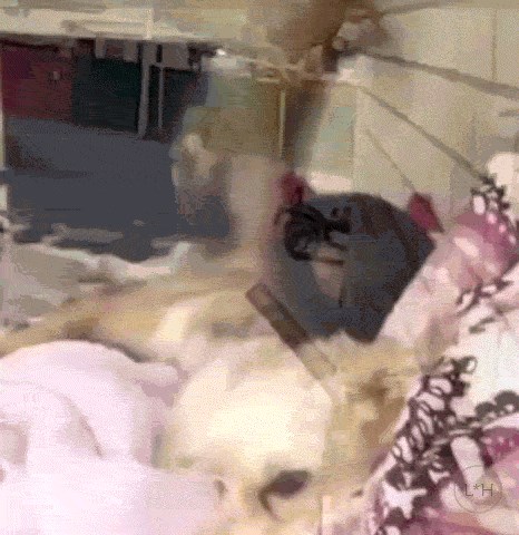 Nekim psima rep služi samo za živciranje drugih pasa