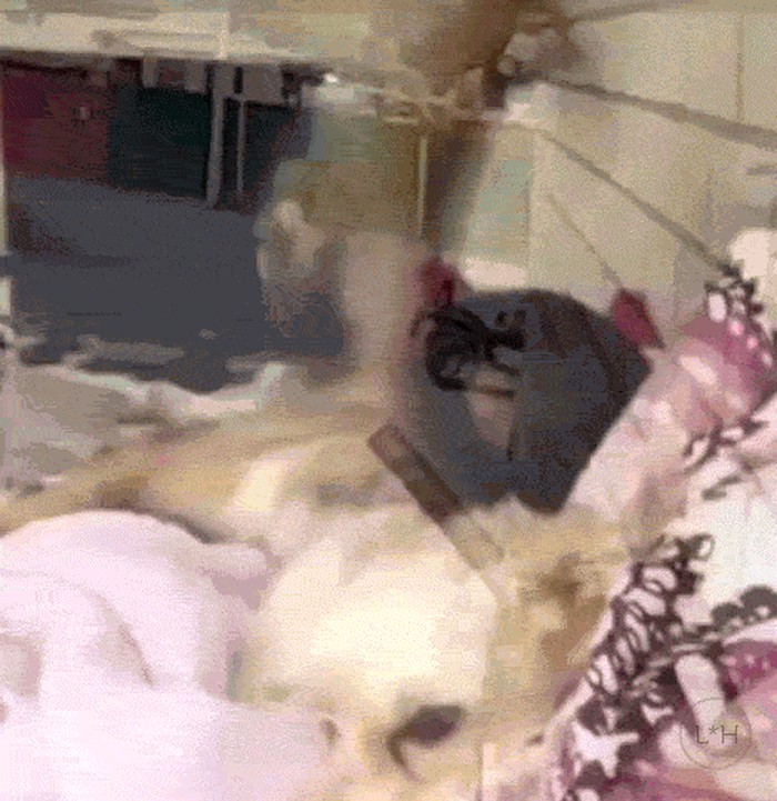 Nekim psima rep služi samo za živciranje drugih pasa