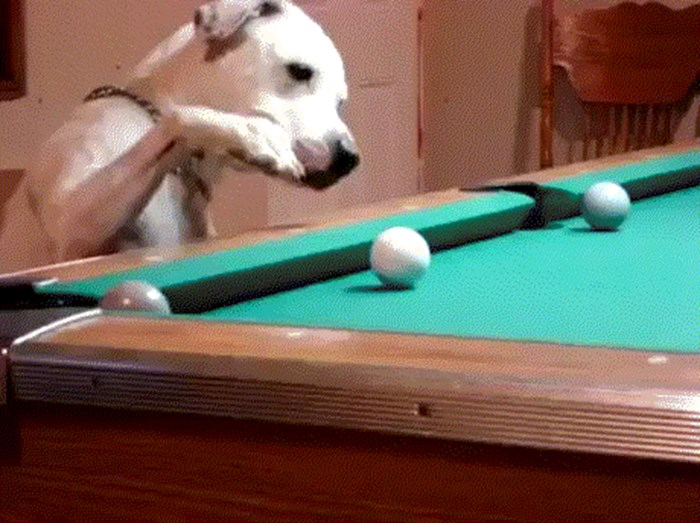 Ovaj pas igra biljar kao pravi profesionalac