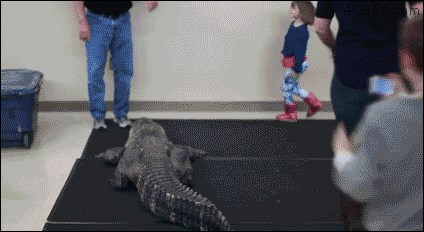 Kakvi su ovo roditelji?! Kćerkicu su pustili da jaše krokodila, a oni su sa sigurne udaljenosti snimali!