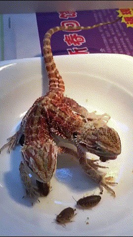 GIF: Evo dokaz da dvoglavi zmaj stvarno postoji