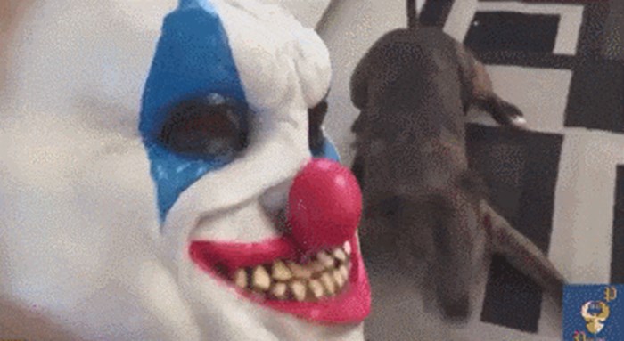 Reakcija ovog psa će vam uljepšati dan, pogledajte što je radio kad je vidio masku jezivog klauna!