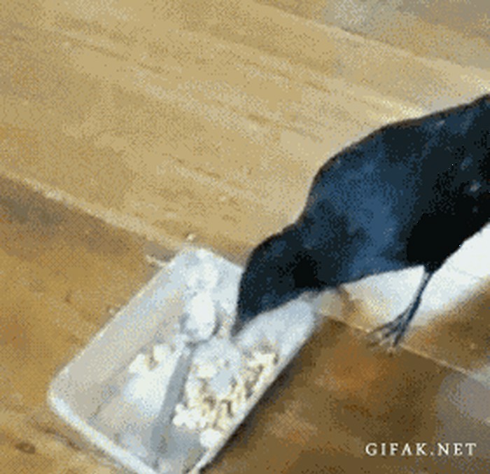 GIF: Ptica konobar hrani psa i mačku!