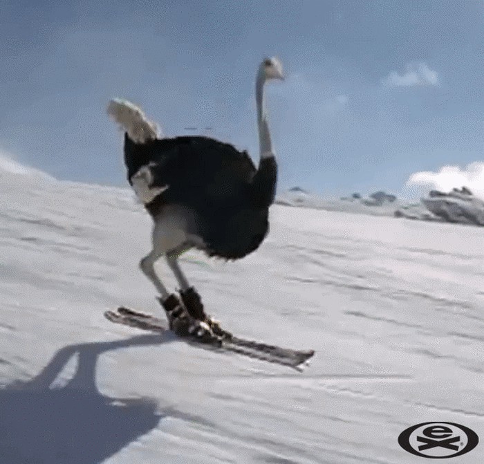 GIF APSOLUTNI HIT: Noj na skijama!