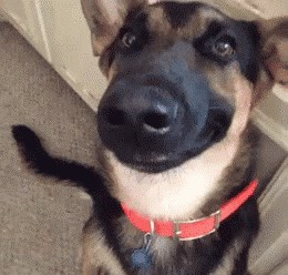 GIF: I smiješak se nauči, samo da užica nagradu!