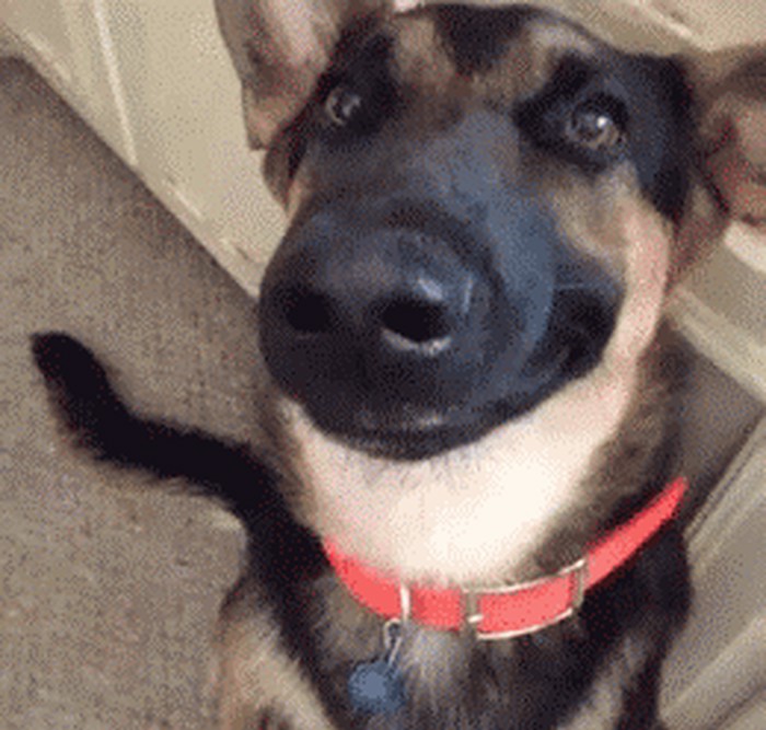 GIF: I smiješak se nauči, samo da užica nagradu!
