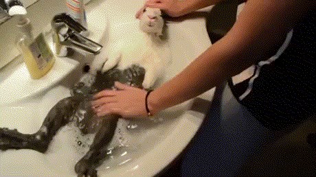 Živi kao car: Zeko uživa u toploj kupki!