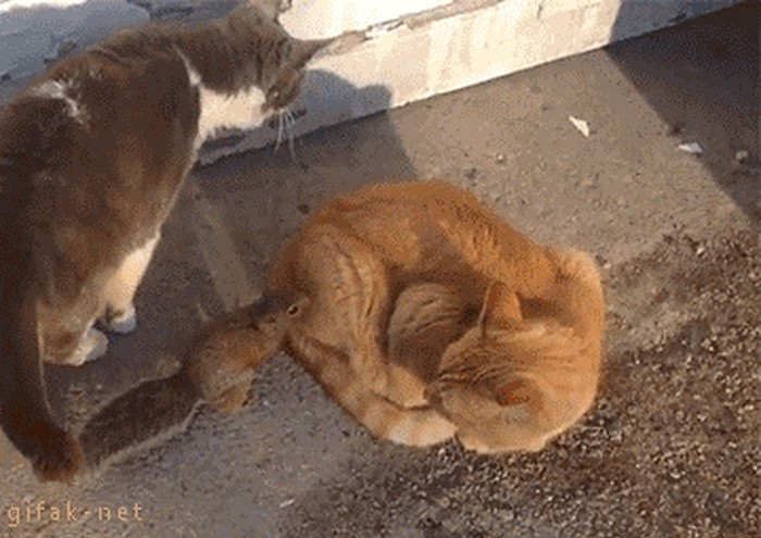 mačak je morao nekome vratiti, ali nije želio udariti malenu vjevericu..gif