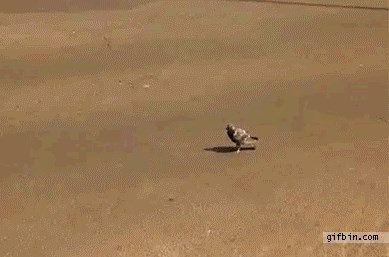 GIF: Chuck Norris ptičjeg svijeta