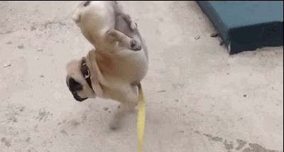 GIF: Kreativno zapišavanje