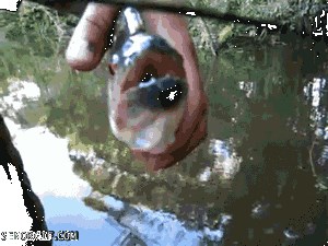 Evo što bi se otkrilike dogodilo kad biste piranji stavili prst u usta