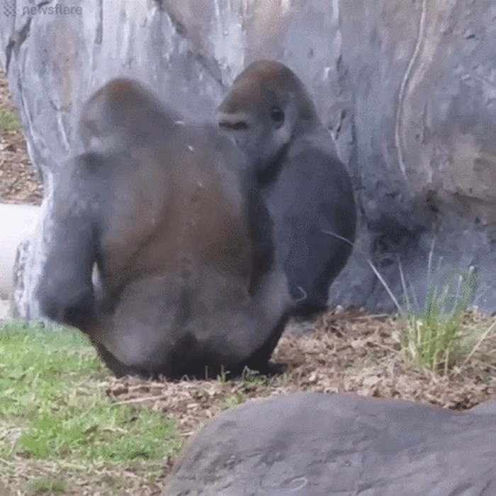 Gorile su se počele ponašati kao ljudi, a to loše utječe na njihov odnos