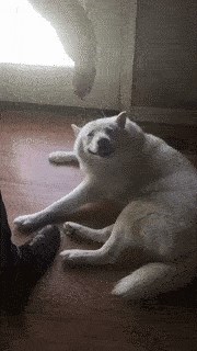 Pas je dobio masažu glave, njegov izraz lica govori više od tisuću riječi