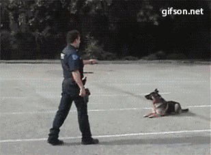 GIF: Policijski psi će uskoro znati sami privesti nekoga i odvesti se kući?