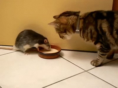 GIF: Tom i Jerry u stvarnom životu