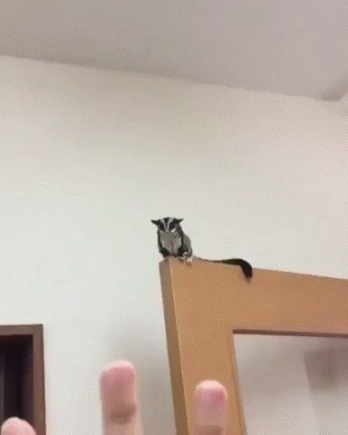 Što kažete na ovakvog kućnog ljubimca?