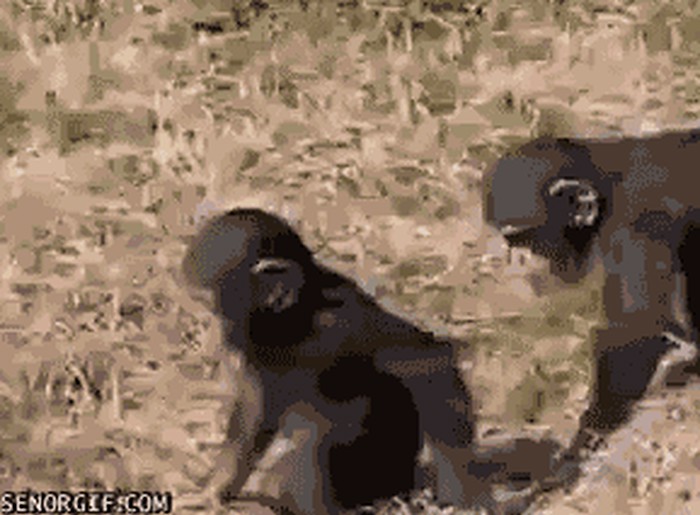 majmunarije..gif :))