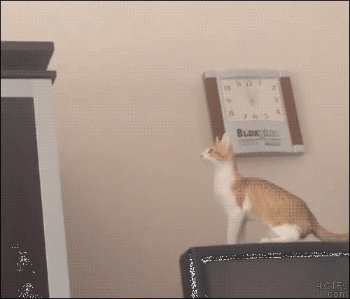 GIF DANA: Maca je pokušala skočiti jedan "kat" više, no napravila je nešto sasvim drugačije