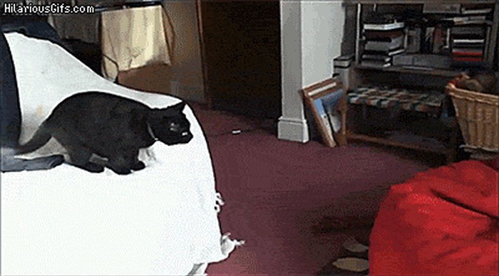 GIF: Petak. Vikend. Sreća!