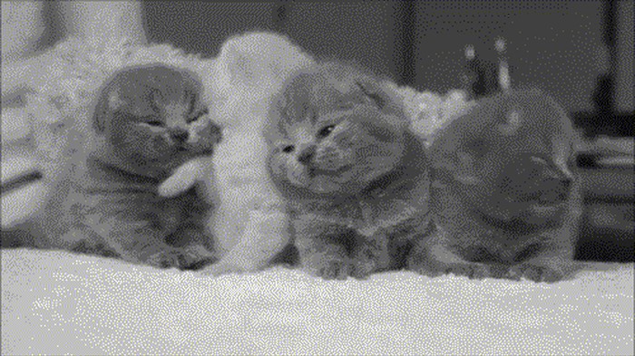 GIF: Awwww, netko je spreman za spavanje