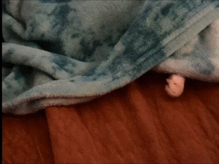 GIF: Škola? Neee, hoću spavati!