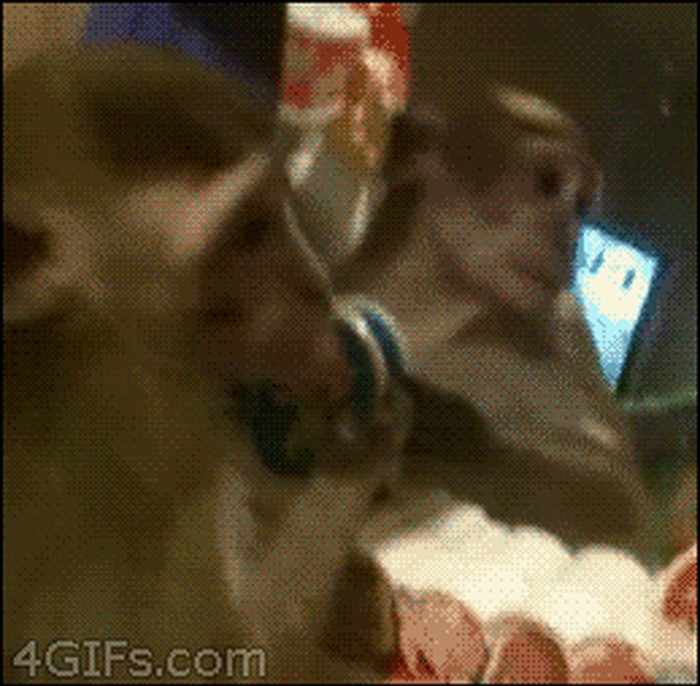 Bu..gif