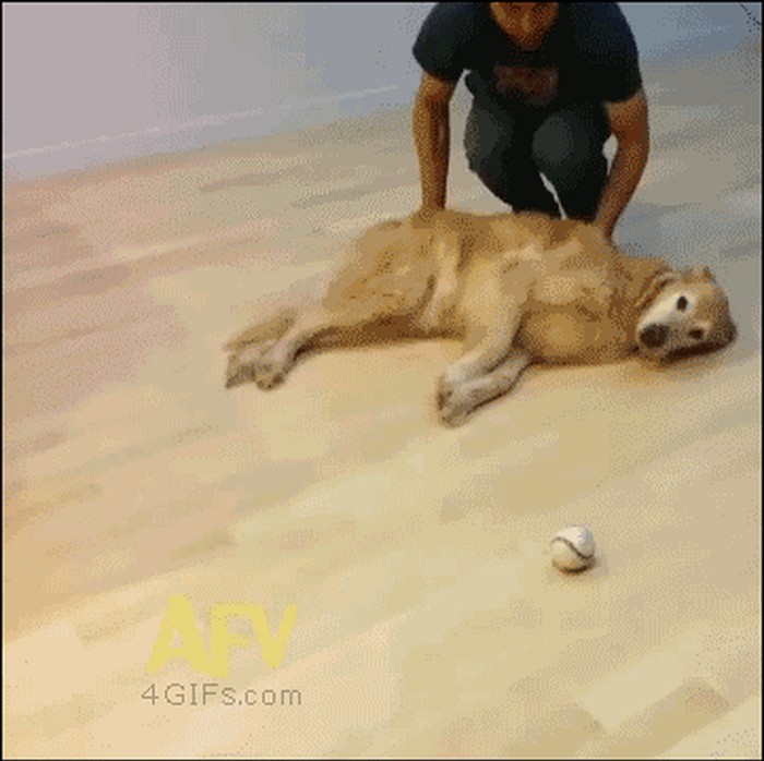 GIF: Ovaj lijeni pas će vas oduševiti!
