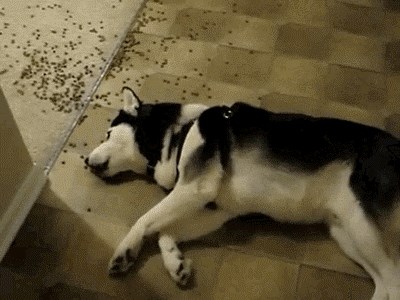 GIF: Kad si tolika lijenčina da ti se ne da ni jesti