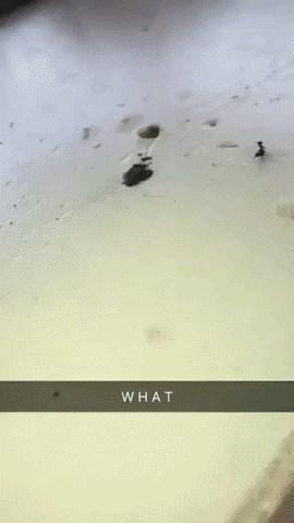 Mrav-ubojica podigao je svog neprijatelja i bacio ga sa stola!