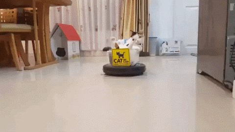 GIF: Mačkomobil pruža savršenu zabavu za lijene mice!