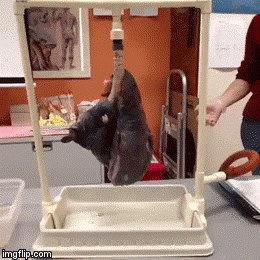 GIF: Pluća pušača i pluća nepušača!