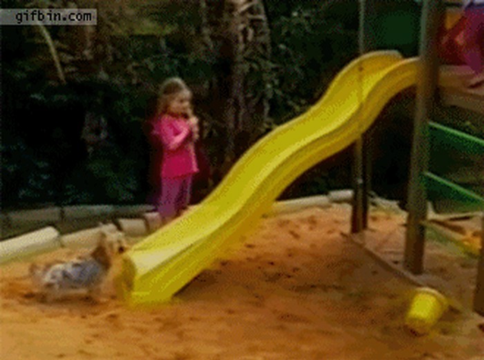 GIF: Psić se bacio na tobogan, kraj je pouka svim ljudima!