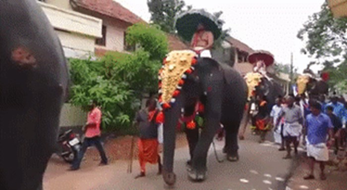 GIF Ovaj je slon napravio nešto što nitko nije očekivao