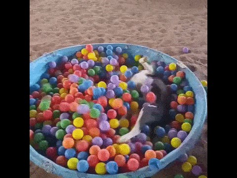 GIF: Nije sreća para puna vreća.. nego LOPTICAAAAA!!!!