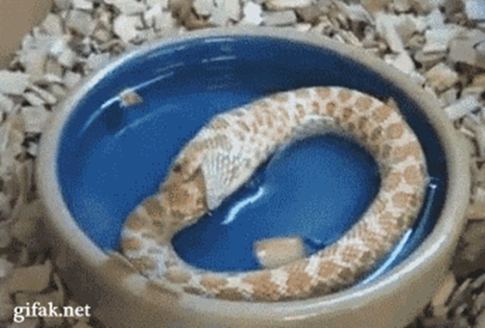 Ne, nije igrica s Nokije:Ova zmija je pokušala sama sebe pojesti!