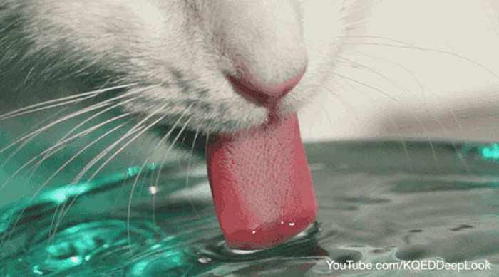 Usporena snimka otkriva na koji način mačke piju vodu