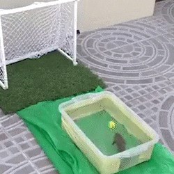 INTERNETSKA SENZACIJA Ova riba zabija golova lakše od Messija!