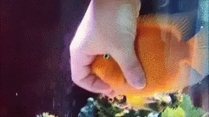 GIF: Ovo je najsretnija riba na svijetu