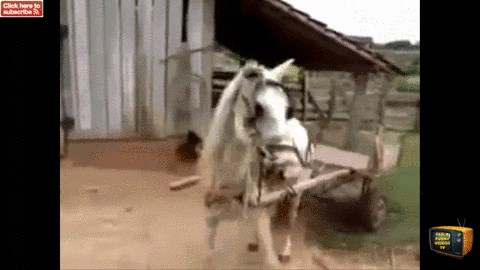 Zar je moguće da postoji i konj koji zna parkirati bolje od ljudi?