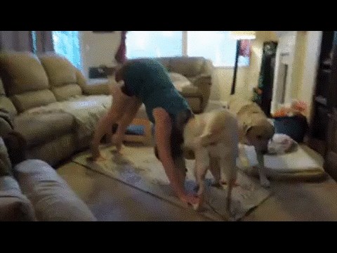 GIF: Nema vježbanja kad se njemu igra