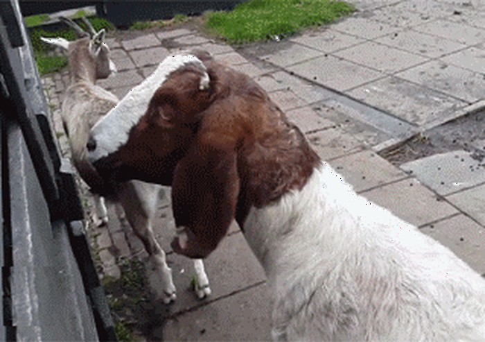 GIF: Pogledajte što ova koza može uraditi!