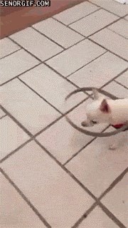 Odlično pomagalo za slijepe kućne ljubimce: Na ovaj način se nikad više neće zabiti u zid ili namještaj