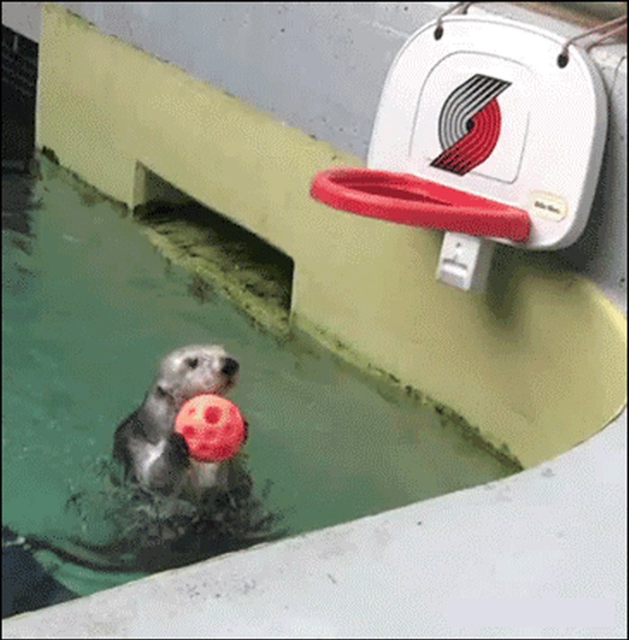 GIF: Vidra Eddie je najbolji košarkaš u zoološkom vrtu