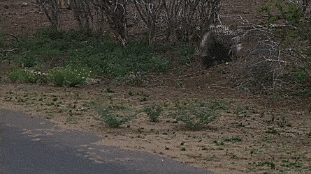 GIF Predator je mislio da ima sve konce u svojim rukama, ali ipak se nasukao