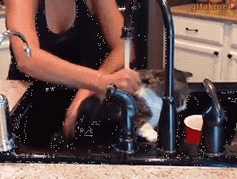 OK, ovoj maci je dosta kupanja za danas!