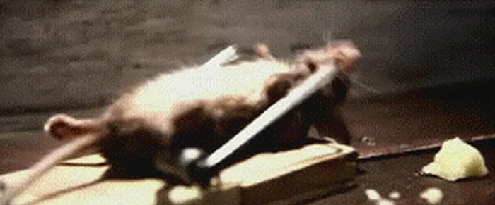 GIF GENIJALNO: Miš bilda na mišolovci