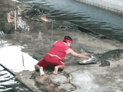 GIF: Gurao ruku krokodilu u usta...