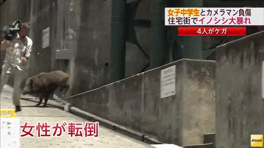 GIF: Kad odojci isuču očnjake - kamerman spašava goli život od podivljalog vepra!