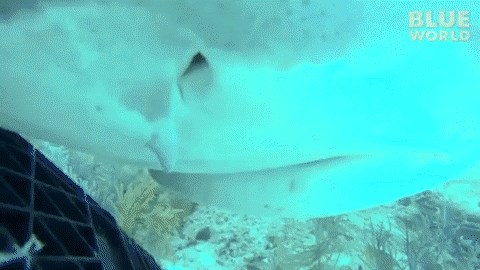 GIF: Evo kako izgleda kad vas pokuša progutati morski pas